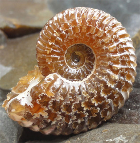 ammonite01 (2) Ammolite