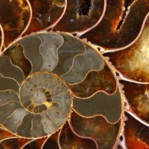 ammolite04 Ammonite