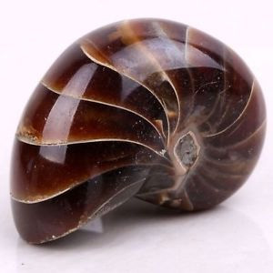 ammonite02 (2) Ammonite