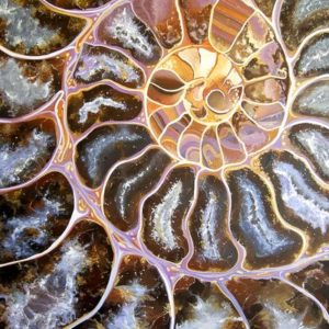 ammonite11 Ammonite