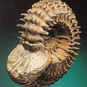 ammonite13 Ammonite
