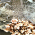 Barite