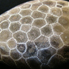 Petoskey Stone