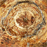 Petrified Wood