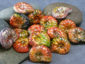 Ammolite