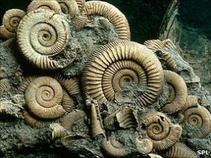 Ammonite