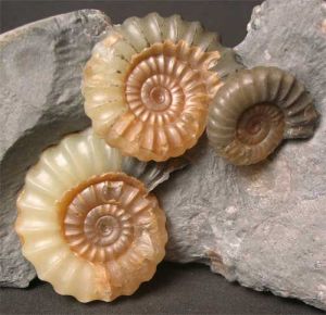 Ammonite