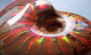 Ammolite