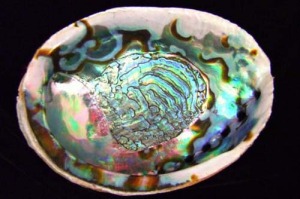 Abalone