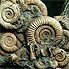 Ammonite