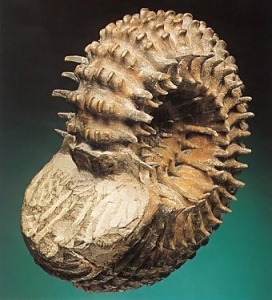 Ammonite 