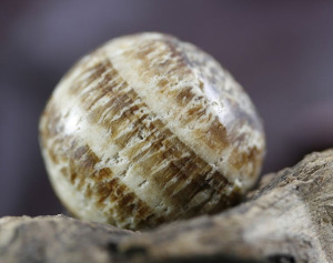 Aragonite 