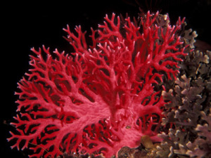 Coral